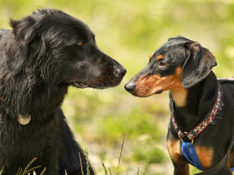 Zwei Hunde stehen sich gegenüber